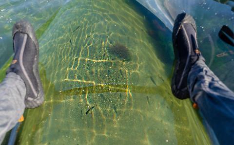 Green Blue あつみ「クリアくらげカヤック＆ウミのネイチャリング」