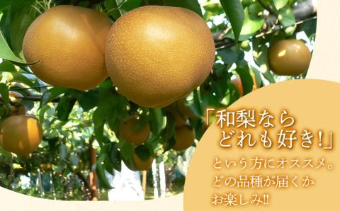 【令和6年産先行予約】 和梨 品種おまかせ 5kg (12～16玉) 秀品 山形県鶴岡市産　株式会社 元青果