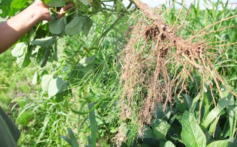 【定期便3ヶ月】神の枝豆と呼ばれた與惣兵衛（よそべい）の冷凍だだちゃ豆800ｇ