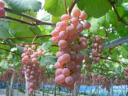 白ワイン　飲み比べ2本セット　ソレイユルバン・甲州シュールリー　ソレイユルバン・セミドライ　750ml・720ml