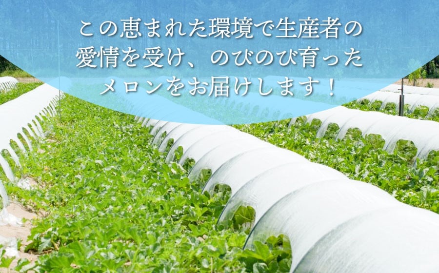 【令和8年産先行予約】産地直送！庄内砂丘アンデスメロン 約5kg (3～5玉)　佐藤農園　K-835