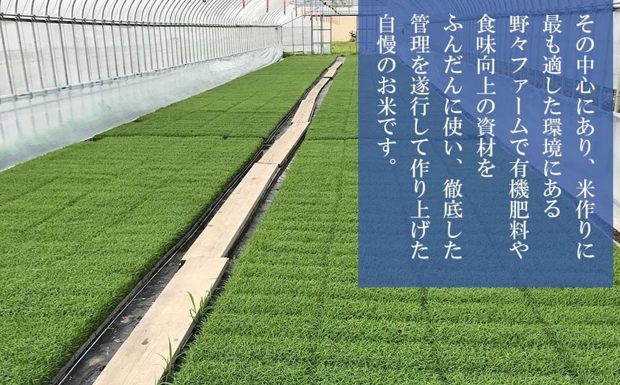 【令和7年産】【新米】山形県庄内産　特別栽培米つや姫 精米 10kg （10㎏×1袋）　野々ファーム