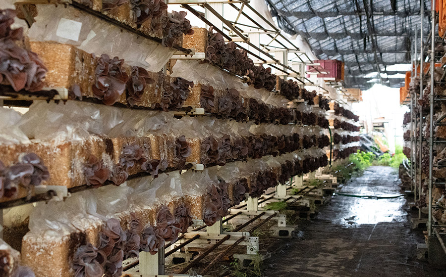 羽黒産 乾燥キクラゲ 60g(12g×5)　山形県鶴岡市 農事組合法人 庄内おばこ農場 K-710