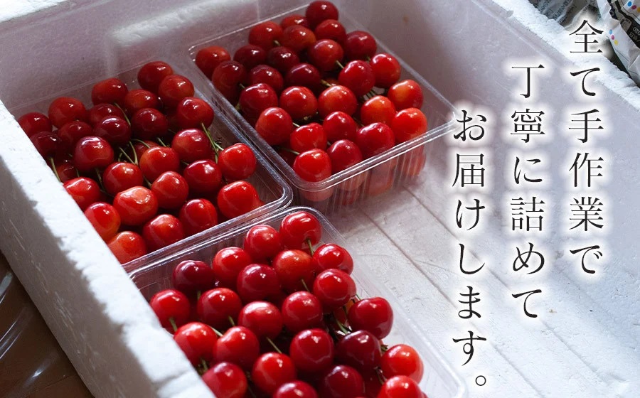 【令和8年産先行予約】 さくらんぼ 「紅秀峰」 バラ詰め 1kg (500g×2) 山形県鶴岡産　鈴木弥吉さくらんぼ園　K-866