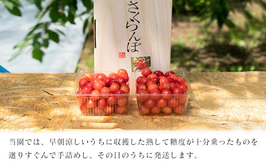 【令和8年産先行予約】佐藤錦 バラ詰め Lサイズ 1kg　もぎたて「初夏の味覚」さくらんぼ　丸忠農園
