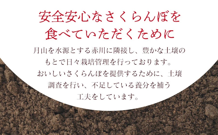 【令和8年産先行予約】さくらんぼ 佐藤錦 M～Lサイズ混合 バラ詰め 500g　庄内さくらんぼ園