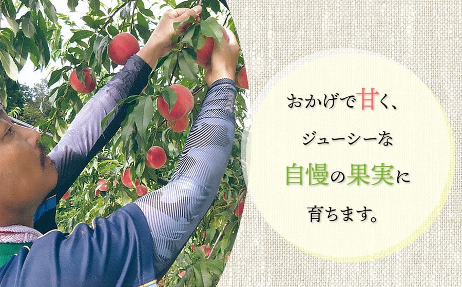 【令和8年産先行予約】 鶴岡市産 桃 (品種おまかせ) 　約2kg　(5～8玉)　くにちゃん農園　K-836