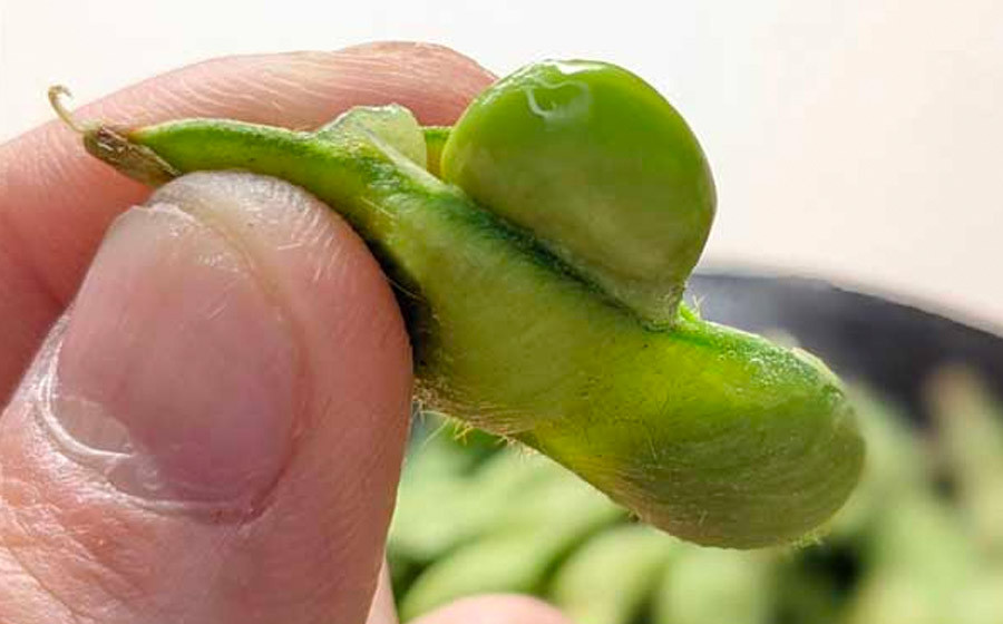 【令和8年産先行予約】神の枝豆と呼ばれた與惣兵衛（よそべい）の特選・極上だだちゃ豆1.2kg【桐箱入】 鶴岡市白山産　K-890