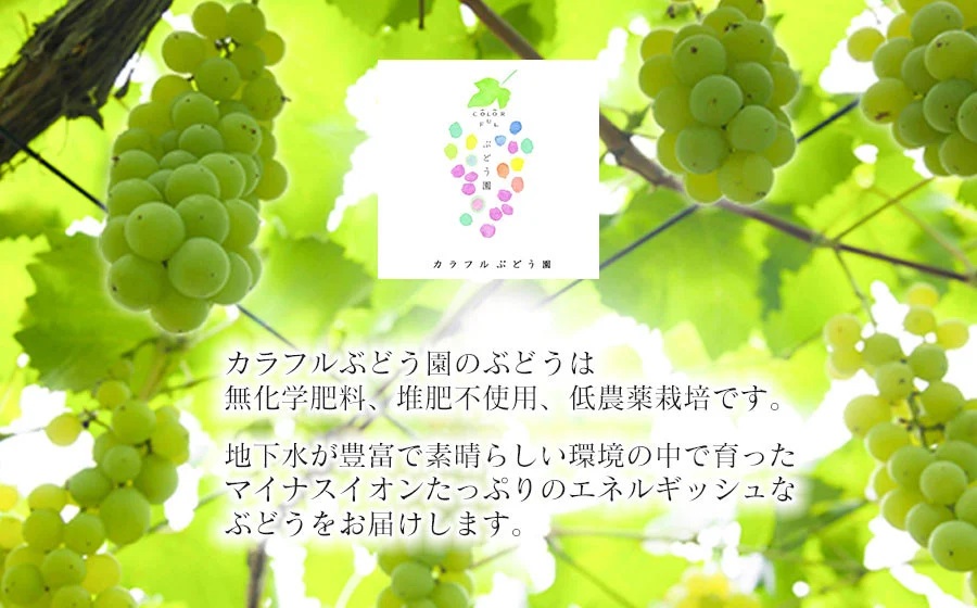 【令和8年産先行予約】ハニーシードレス 約2kg（6～7房） 種なしぶどう　カラフルぶどう園