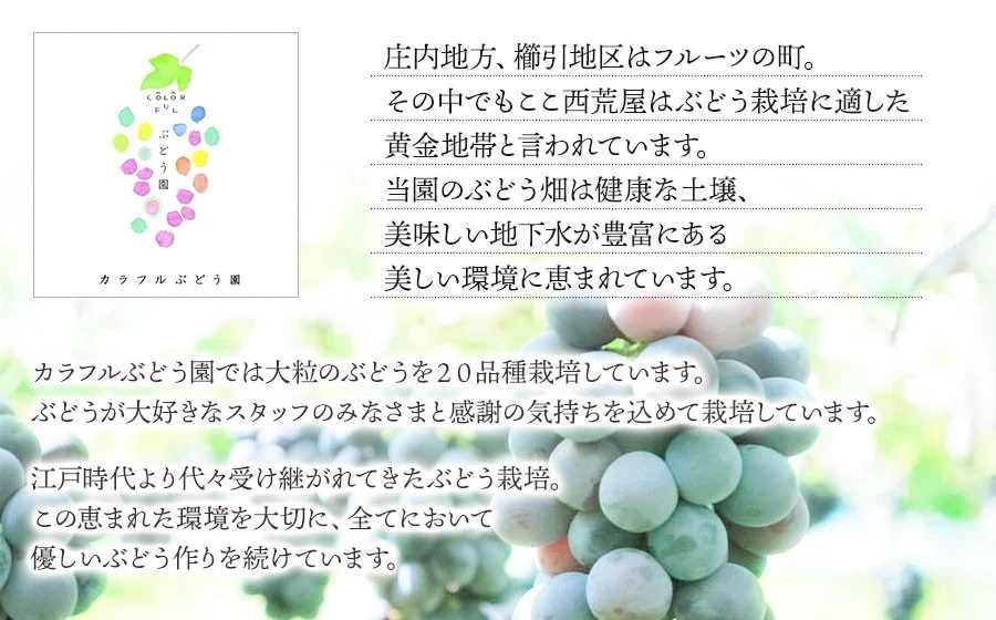 【令和8年産先行予約】【限定生産】幻の種あり品種 ぶどうの詰合せ 約2kg 季節の旬の高級黒ぶどう・赤ぶどうセット　カラフルぶどう園
