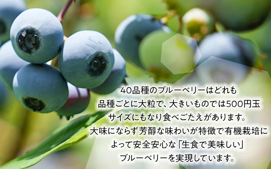 【令和8年産先行予約】月山高原のオーガニックブルーベリー(大粒・800g)　K-855