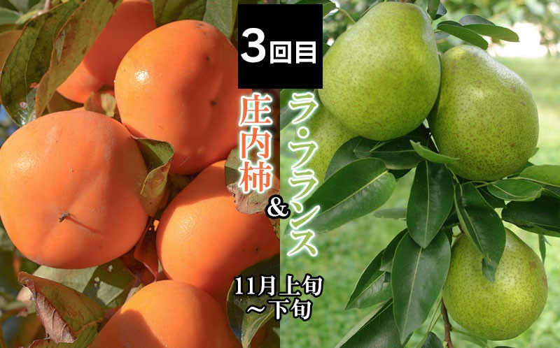 【定期便】【令和8年産先行予約】 山形県鶴岡産 旬のお楽しみフルーツセット(果物) 和梨＆シャインマスカット＆ラ・フランス＋庄内柿＆りんご (計4回、5種) 産直あぐり