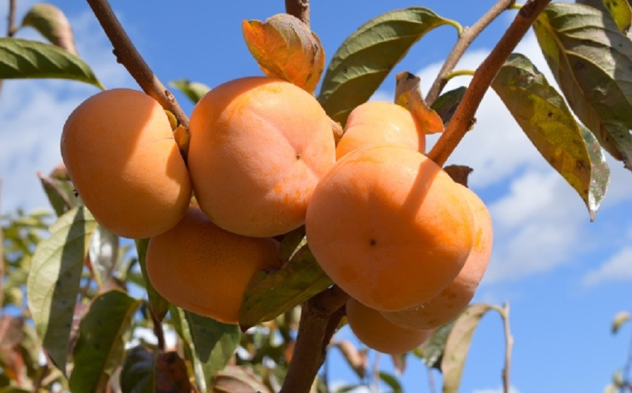 【令和8年産 先行予約】厳選 庄内柿　L 又は 2Lサイズ　約10kg (5kg×2箱) （48～52個）　株式会社 元青果