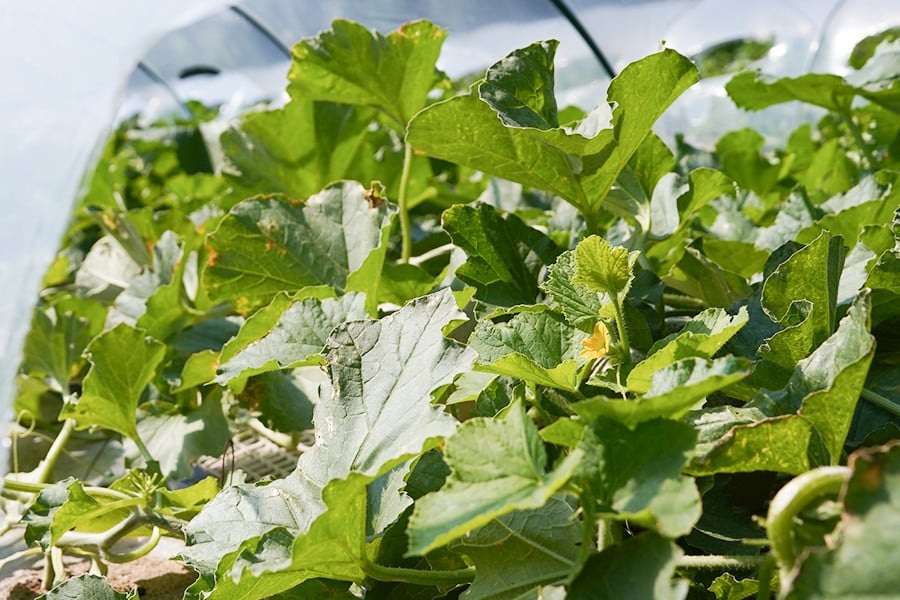 【令和8年産先行予約】アンデスメロン（青肉） 約4.5kg 2L～4L 【秀品】 3玉～５玉入 【令和8年6月下旬～7月下旬頃発送予定】 山形県鶴岡産 庄内砂丘メロン 御殿まりメロン 丸果庄内青果