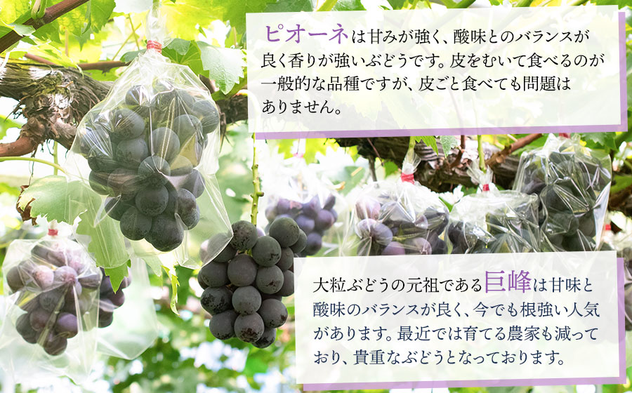 【令和8年産先行予約】 ぶどう詰め合わせ 2房 (シャインマスカットと黒系品種 各1房)　山形県鶴岡市 重ちゃん農園