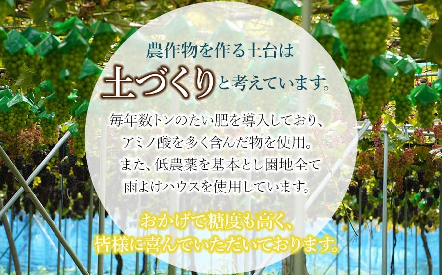 【令和8年産先行予約】シャインマスカット 約2kg (3~4房) 山形県鶴岡市産　ヤマショウ