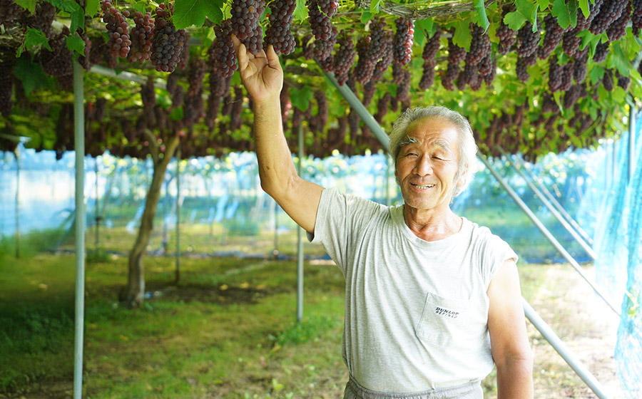 【令和8年産先行予約】 鶴岡市産 デラウェア 約1kg 佐藤農園