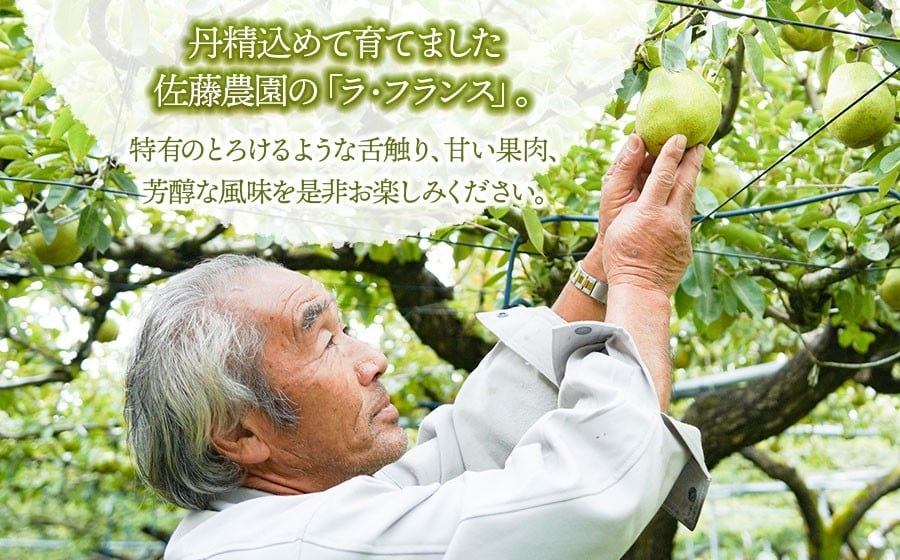 【令和8年産先行予約】 ラ・フランス 2L～3L 約5kg(16～18玉)　山形県鶴岡市産 佐藤農園