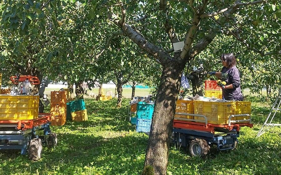 【令和8年産先行予約】ラ・フランス 3kg (9～12玉)　山形県鶴岡市産　マルタ農園
