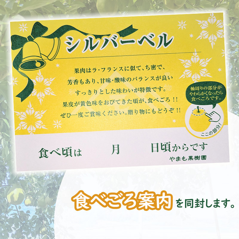 【令和7年産先行予約】洋梨　シルバーベル　約3kg（7～9玉）　やまも果樹園