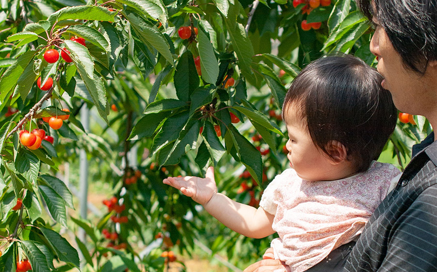 【令和8年産先行予約】 佐藤錦 バラ詰め(M～Lサイズ混合) 500g 山形県鶴岡産　シキブ農園　K-732