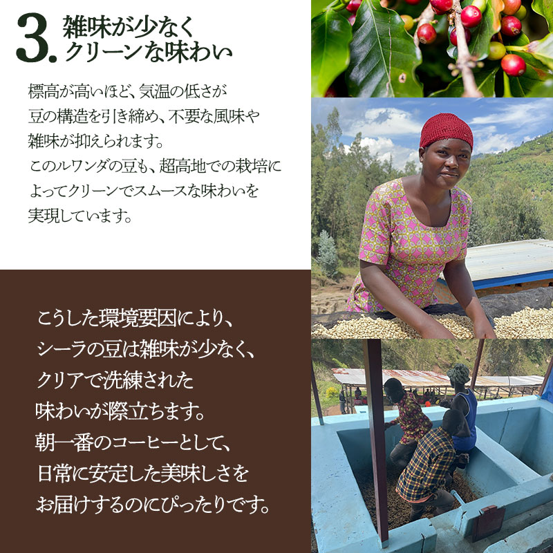 千一珈琲　コーヒー豆：ルワンダ87g　[K-710]