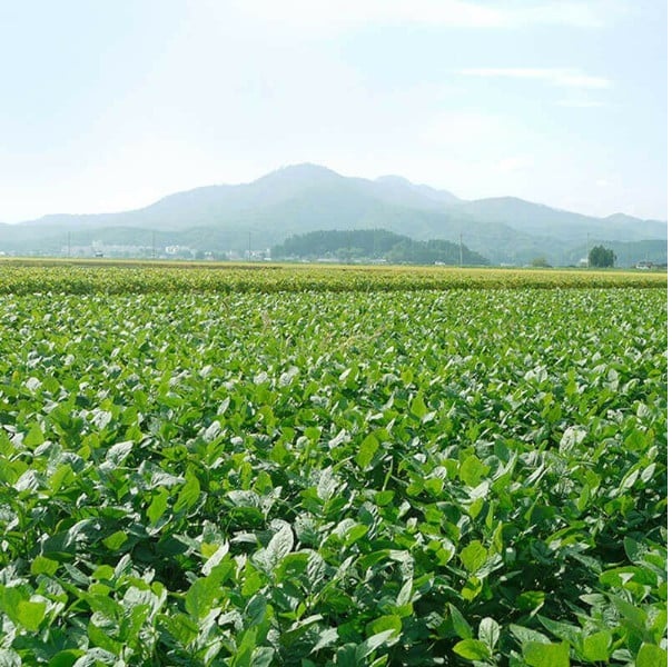 【令和7年産】市左衛門 白山だだちゃ豆（木箱入）1kg 【本豆】  株式会社 清川屋