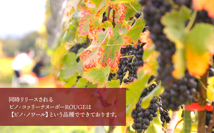 《20周年記念限定デザインボトル》鶴岡産ワイン　2025年ヌーボーROUGE（赤ワイン）・BLANC（白ワイン）　750ml×2本　【市制施行20周年記念返礼品】ピノ・コッリーナファーム&ガーデンワイナリー松ケ岡