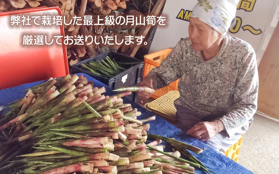 【令和8年産先行予約】月山筍 ミックスサイズ 1kg　山形県鶴岡産　グレイスファーム