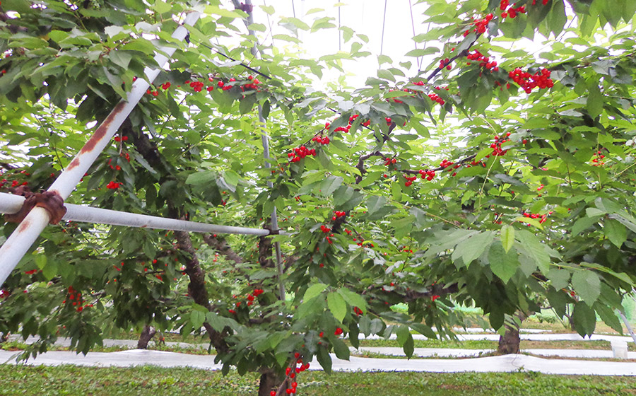 【令和7年産 先行予約】「佐藤錦」 L〜2Lサイズ バラ詰め 1kg　うまい庄内