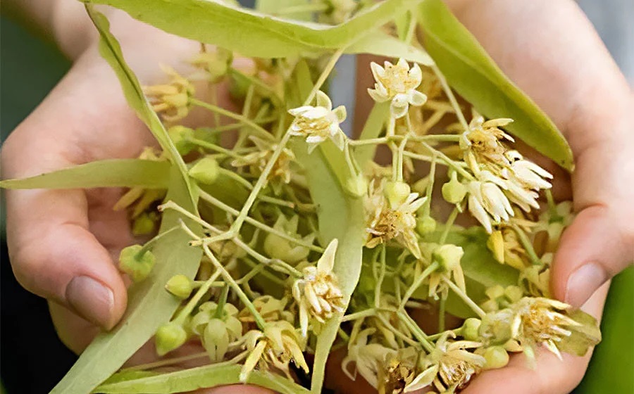 【天然成分100%化粧水】umunowaしなの花水　羽越のデザイン企業組合　A75-801