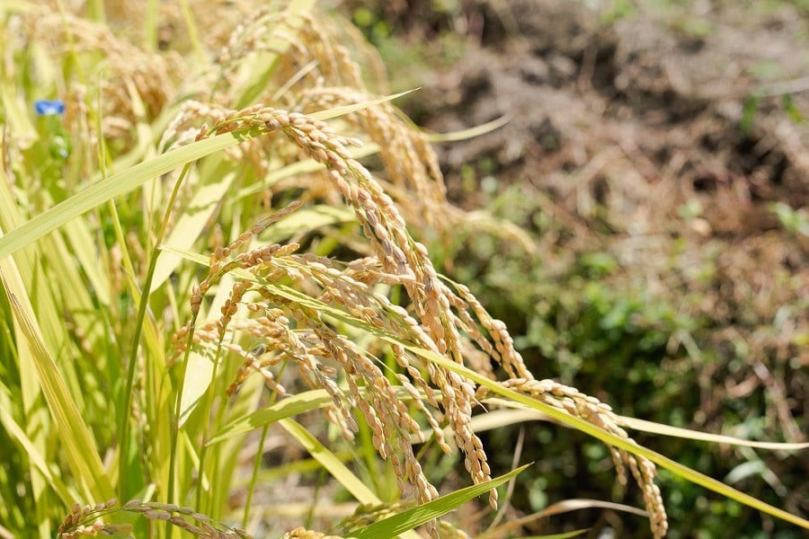 【令和7年産】 黒川まるいし農場の特別栽培米 コシヒカリ 精米 15kg(5kg×3袋) 山形県鶴岡市産　K-7129