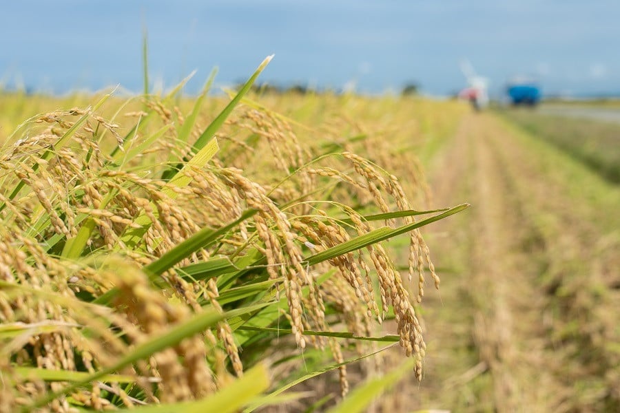 数量限定 【令和7年産】【新米】 山形県庄内産 小池半左衛門のお米 特別栽培米 つや姫 無洗米 5kg (5kg×1袋)