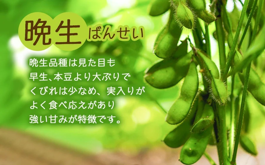 【定期便】【令和8年産先行予約】朝採りだだちゃ豆 食べ比べ 1.5kg (500g×3袋)×3回 お届け 早生・白山・晩生 枝豆　小池半左衛門