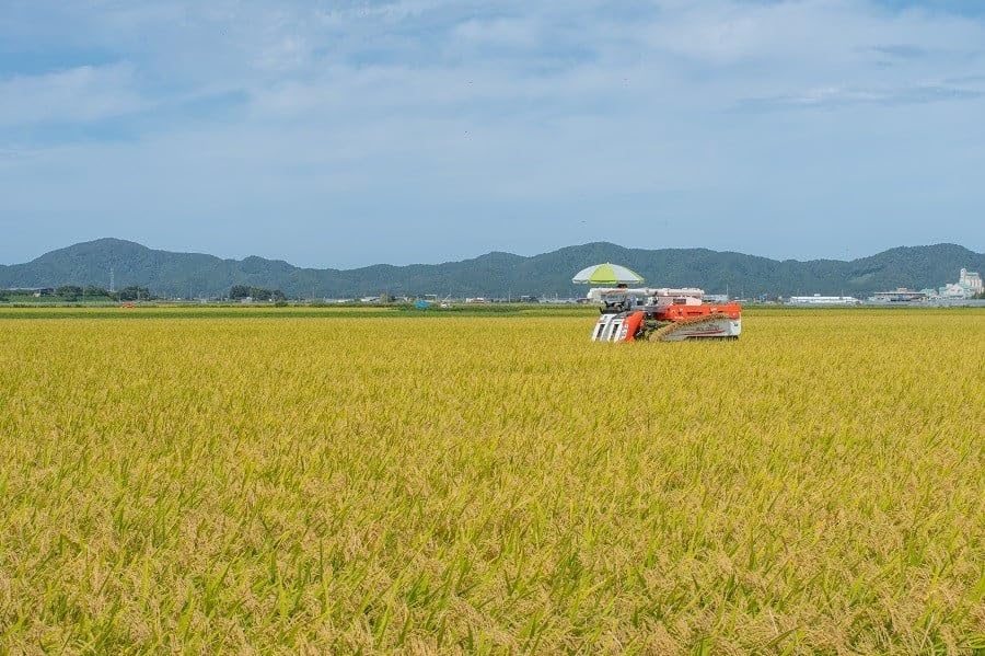数量限定 【令和7年産】 山形県庄内産 小池半左衛門のお米 はえぬき 精米 10kg (5kg×2袋)