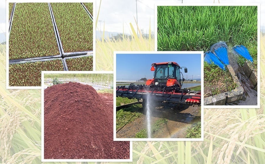 【令和7年産】【新米】山形県庄内産　特別栽培米雪若丸 精米 10kg（10㎏×1袋） 　野々ファーム