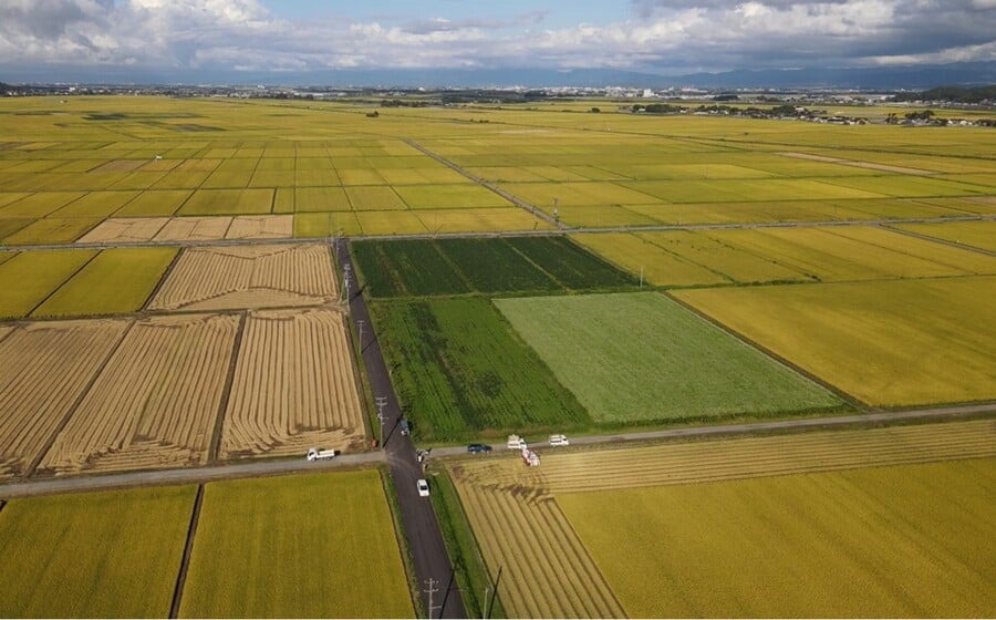 【令和7年産先行予約】 特別栽培米 Gセレクション つや姫【白米】 6kg(6kg×1袋) 山形県鶴岡市産　株式会社グラノフ