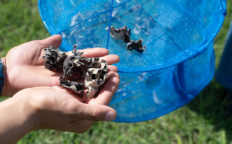 羽黒産 乾燥キクラゲ 60g(12g×5)　山形県鶴岡市 農事組合法人 庄内おばこ農場 K-710