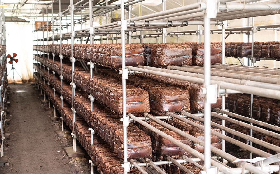 羽黒産 乾燥しいたけ 60g(12g×5)　山形県鶴岡市 農事組合法人 庄内おばこ農場 K-710