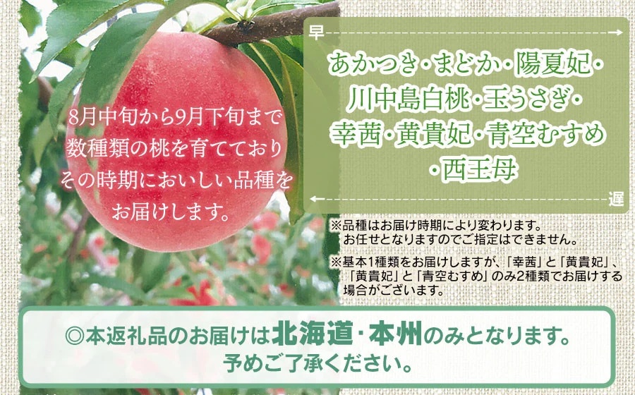 【令和7年産先行予約】 鶴岡市産 桃 (品種おまかせ) 　約2kg　(5～8玉)　くにちゃん農園　K-736