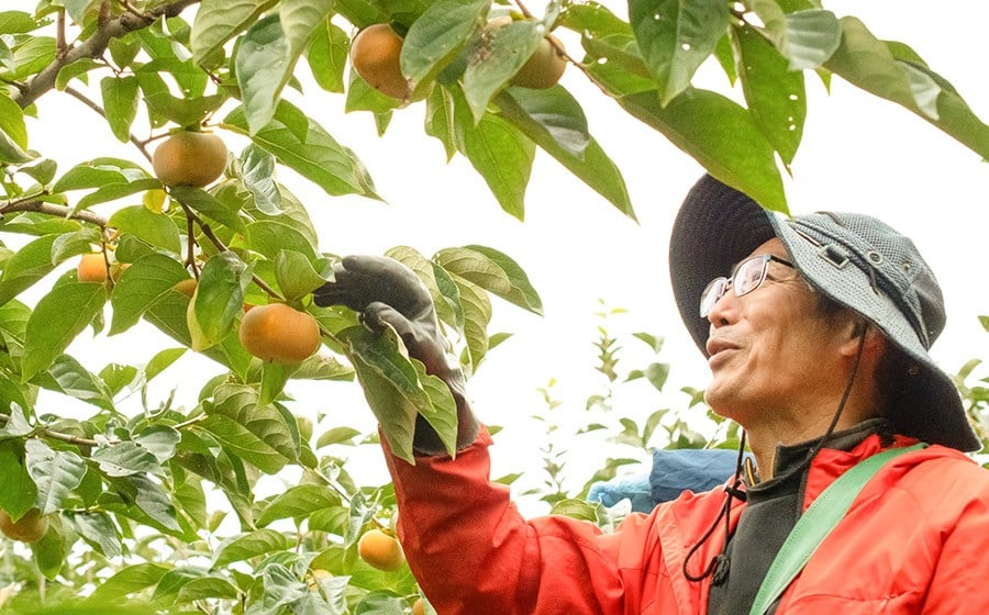 【令和8年産先行予約】家庭用　庄内柿（ひらたねなし柿）約5kg（28～36玉） 山形県鶴岡市産　重ちゃん農園