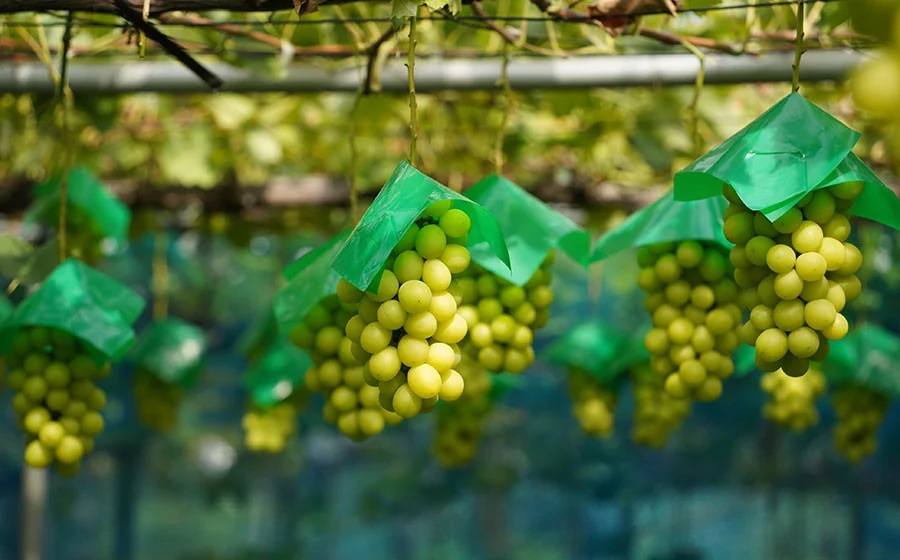 【令和8年産先行予約】シャインマスカット 約2kg (3~4房) 山形県鶴岡市産　ヤマショウ