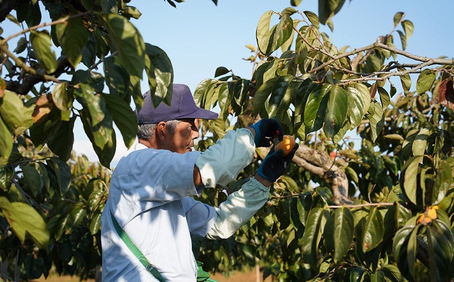 【令和8年産先行予約】にこにこふぁーむのあまーい種無し庄内柿　ホワイトリカー35度で渋抜き済　M～Lサイズ 約5kg（20～24個入）K-862