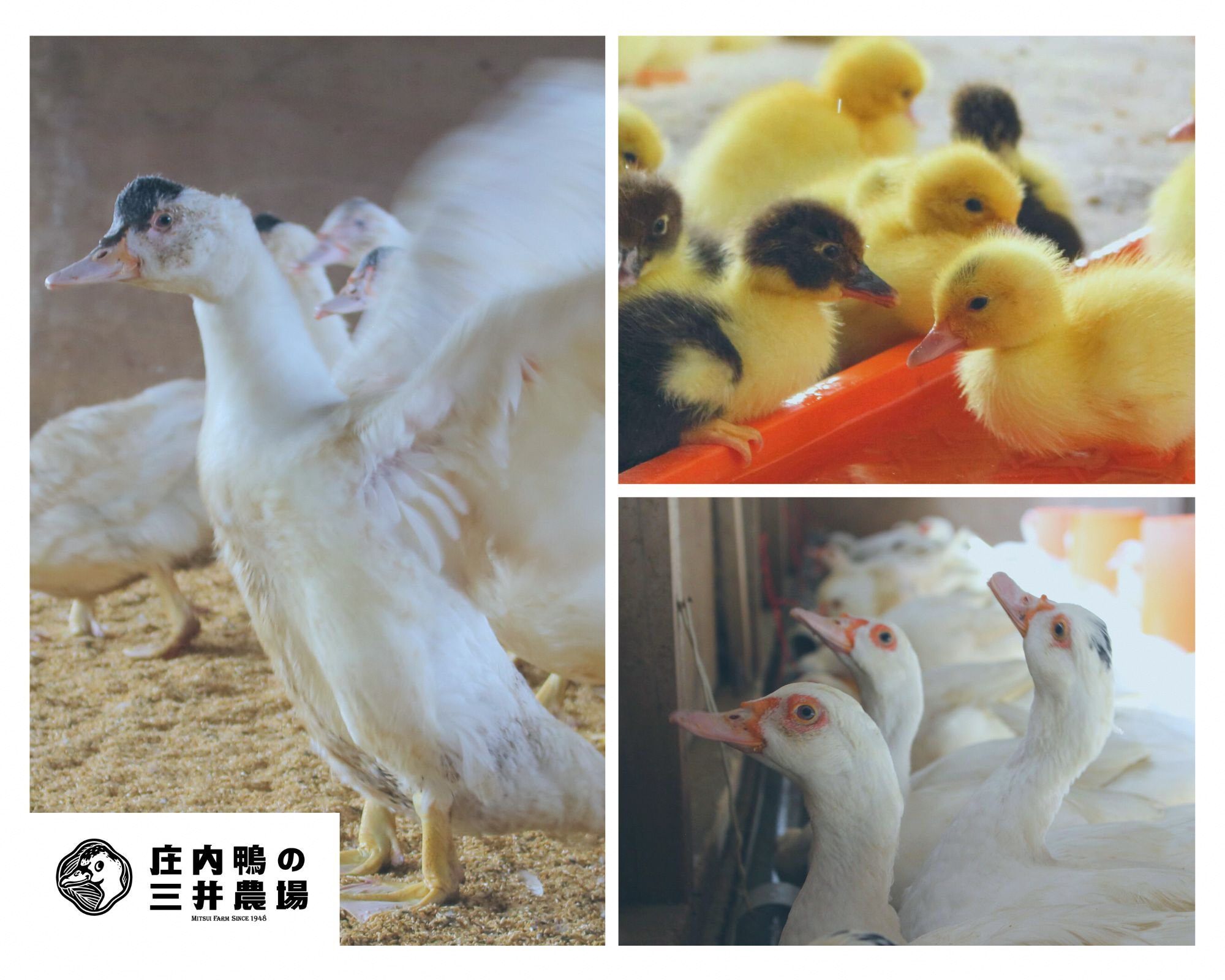 庄内鴨ロース 約500g（約250g×2パック）　三井農場