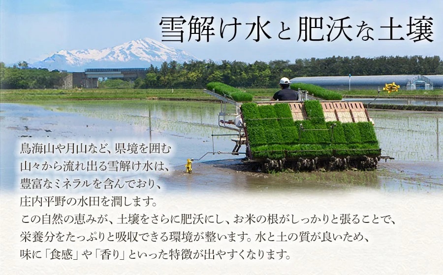 令和7年産　はえぬき　精米5kg（5kg×1袋）　庄内観光物産館