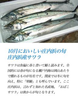 【庄内浜ブランド魚！】 おばこサワラ本粕漬け５切（100g×５）　A65-401　【株式会社 手塚商店】