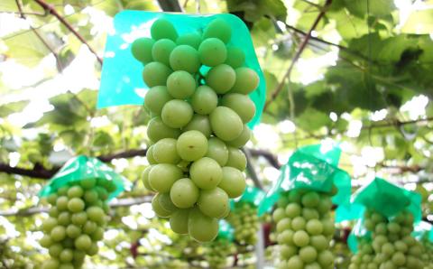 【※事前予約要】山形県鶴岡市　もぎっとくしびき「ぶどう果樹園入場券付宿泊プラン」