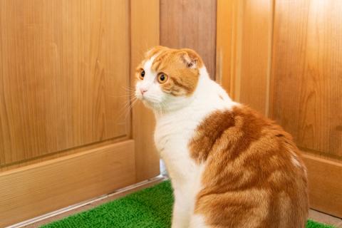 湯田川温泉　仙荘湯田川　詣でる つかる 頂きます1泊2食付ペア宿泊券