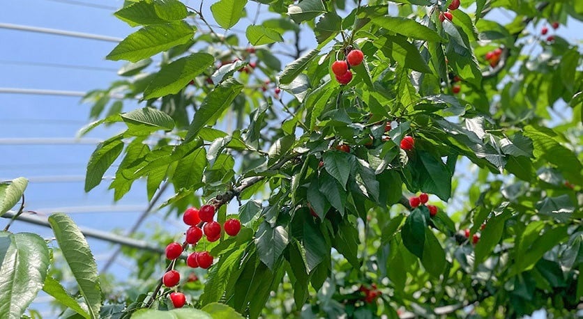 【令和7年産先行予約】 さくらんぼ 佐藤錦 Lサイズ バラ詰め 500g　山形県鶴岡市産　 菅原ファーム
