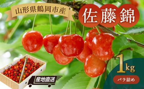 【令和6年産 先行予約】山形県鶴岡産 さくらんぼ「佐藤錦」バラ詰め 1kg　JA庄内たがわ　B26-601
